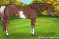 Horse Color:White Spotted Chestnut Sabino