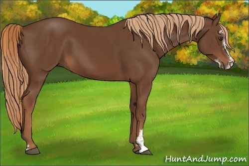 Horse Color:Chestnut Sabino