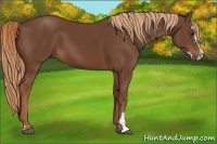 Horse Color:Chestnut Sabino