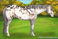 Horse Color:Bay Onyx Appaloosa 
