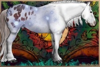Horse Color:White Spotted Bay Appaloosa 