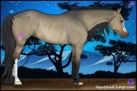 Horse Color:Brown Dun Rabicano