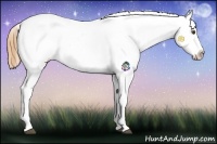 Horse Color:Buckskin Appaloosa