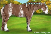 Horse Color:White Spotted Chestnut Sabino