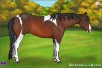 Horse Color:Bay Splash Tobiano Rabicano