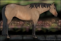 Horse Color:Bay Dun  Brindle