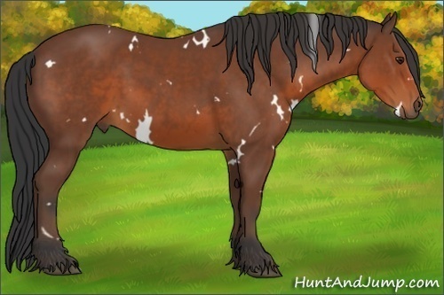 Horse Color:White Spotted Bay 