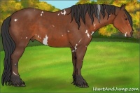 Horse Color:White Spotted Bay 