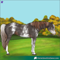 Horse Color:White Spotted Liver Chestnut Sabino 
