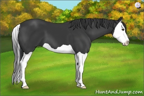 Horse Color:Black Splash
