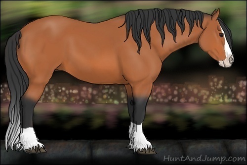 Horse Color:Bay Splash 