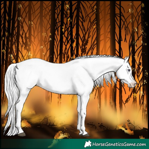 Horse Color:White Spotted Liver Chestnut Chinchilla Sabino 