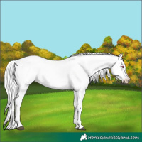 Horse Color:White Spotted Liver Chestnut Chinchilla Sabino