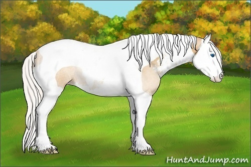 Horse Color:Silver Classic Champagne Sabino Splash Tobiano