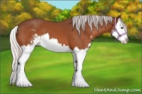 Horse Color:Silver Bay Sabino Splash