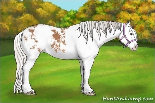 Horse Color:Silver Bay Sabino Splash