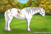 Horse Color:Silver Bay Sabino Splash