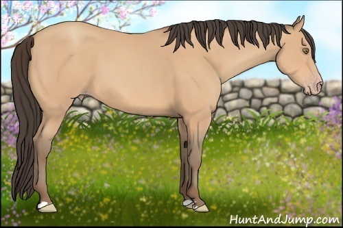 Horse Color:Amber Champagne 