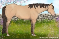 Horse Color:Amber Champagne 