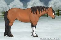 Horse Color:Bay 