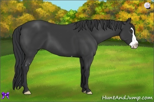 Horse Color:Black Splash Frame