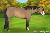 Horse Color:Bay Dun Splash Frame