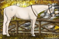 Horse Color:Gold Cream Champagne Pearl