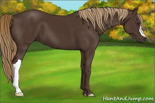 Horse Color:Liver Chestnut