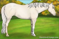 Horse Color:Silver Amber Cream Champagne Pearl 