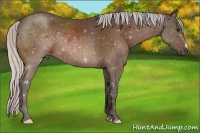 Horse Color:Silver Bay 