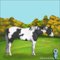 Horse Color:Black Splash Tobiano Frame