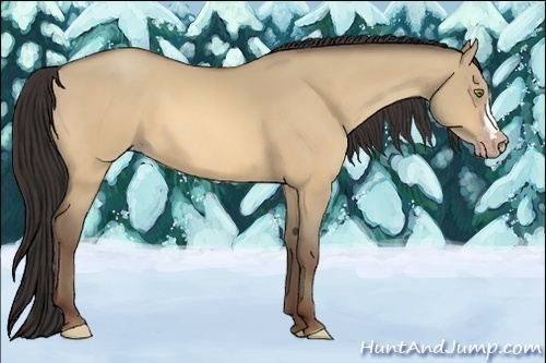 Horse Color:Amber Champagne Dun 