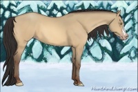 Horse Color:Amber Champagne Dun 