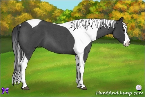 Horse Color:Blue Roan Splash Tobiano