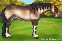 Horse Color:Bay Onyx Sabino 
