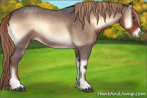 Horse Color:Liver Red Onyx Roan 