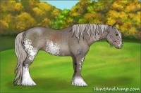 Horse Color:White Spotted Silver Black Sabino