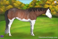 Horse Color:Bay Roan Splash Rabicano