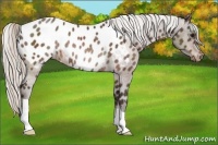 Horse Color:Silver Bay Appaloosa Rabicano