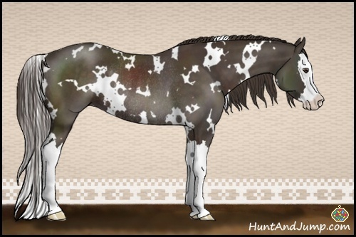 Horse Color:White Spotted Liver Chestnut Splash Rabicano 