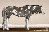 Horse Color:White Spotted Liver Chestnut Splash Rabicano