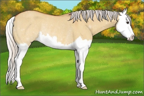 Horse Color:Silver Bay Dun Splash Rabicano 