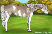 Horse Color:White Spotted Silver Black Sabino Splash Rabicano 