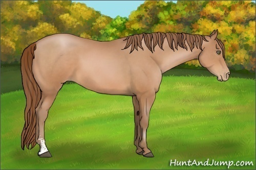 Horse Color:Unknown 