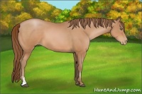 Horse Color:Unknown 