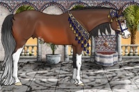Horse Color:Bay Sabino