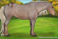 Horse Color:Liver Chestnut Sabino Varnish Rabicano 