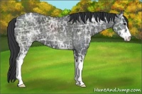 Horse Color:Black Ice Sabino