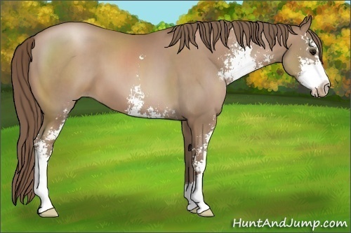 Horse Color:Black Pearl Sabino 
