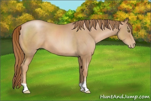 Horse Color:Chestnut Pearl 